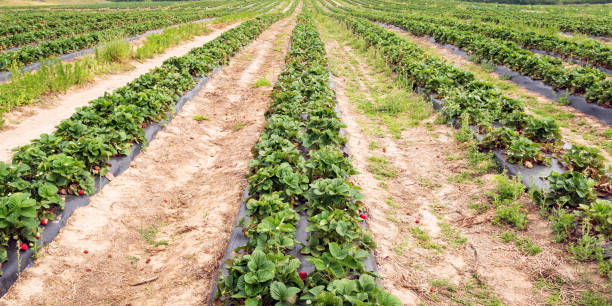 istock Ag banner strawberry field 1490871291