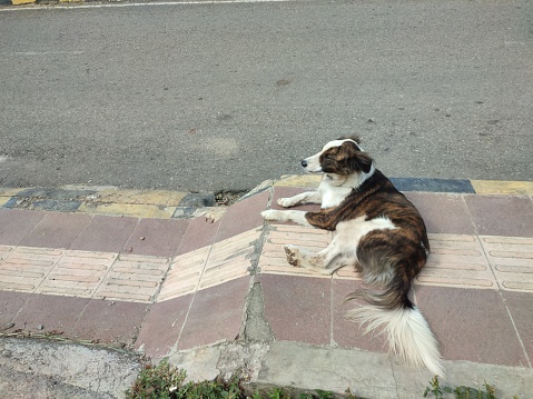 dog laying down at sidewalk