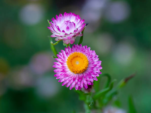 istock Many colorful Straw flowers are planted lined up beautifully. 1490872518