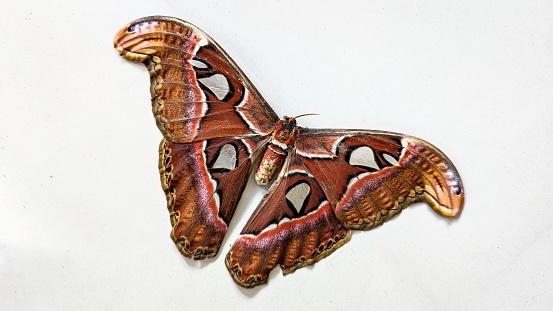 closeup shot of an adult beautiful atlas moth insects specimen, the largest moth, with its wings spread wide showing the snake head pattern while lying down isolated on a white floor background