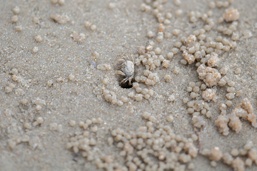 Close-up view of ghost crab