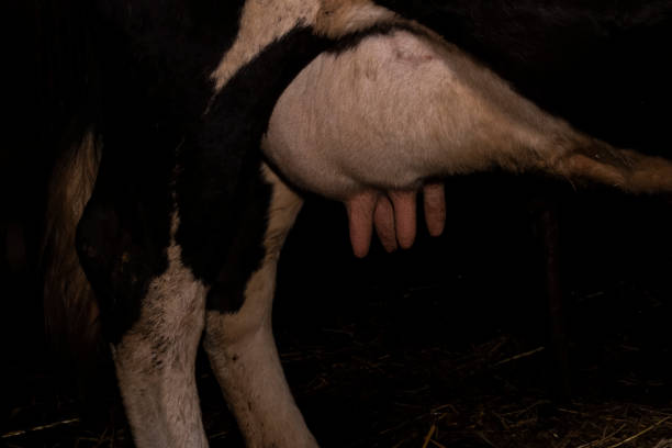 istock Close-up of a cow's udder in a barn 1490872803