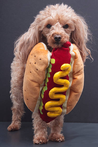 hot dog-schnellimbiss - wearing hot dog costume stock-fotos und bilder