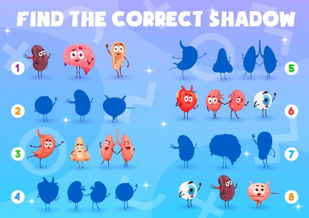 Find correct shadow cartoon human organ characters Find correct shadow of cartoon human organ characters, vector quiz game. Heart, brain and funny cute kidneys or nose and eye, health and medicine shadow matching puzzle game with spleen and bladder funny ear stock illustrations