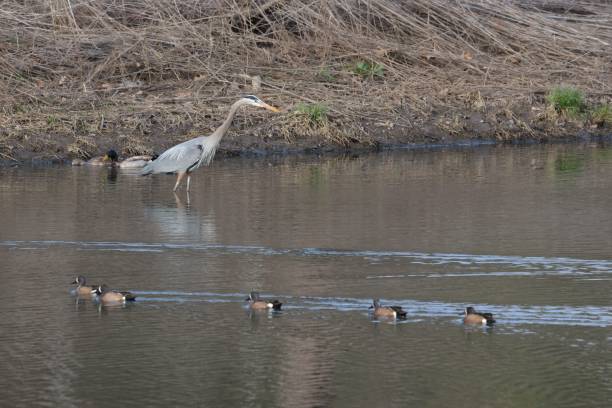 istock Grey crane in a tranquil river, surrounded by ducks which are swimming by 1490875249