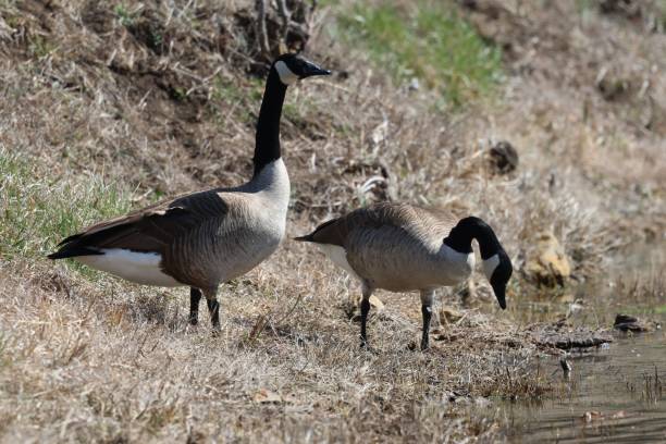 istock two geese standing beside a small lake on the side of a hill 1490875268
