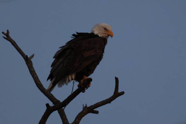 istock Majestic bald eagle perched on a tree branch under the illuminated night sky 1490875293