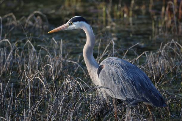istock Majestic great blue heron perched atop a lush green grassy field 1490875302