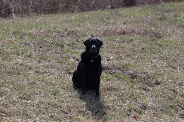 istock there is a black dog that is sitting on the grass 1490875340