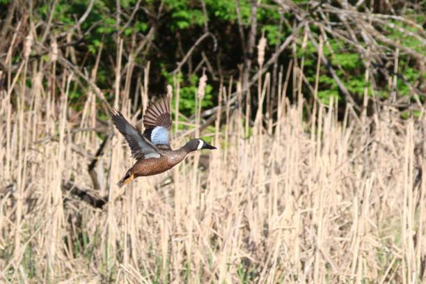 istock two birds flying in the air above some grass and trees 1490875395