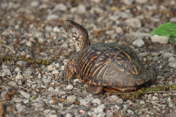 istock a small turtle is shown on the ground and rocks and weeds 1490875440