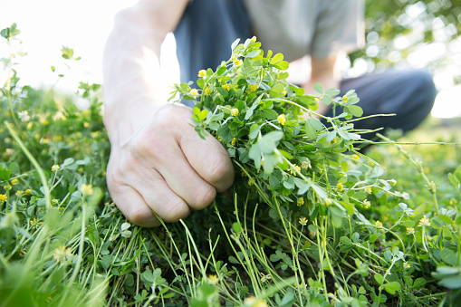 close up of hands removing grass