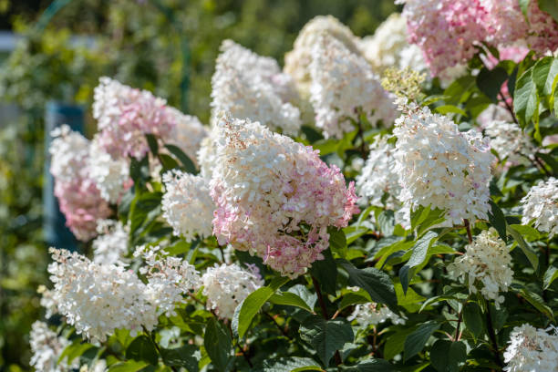 Hydrangea paniculata sort Limelight: hydrangea with green flowers blooms in the garden in summer stock photo