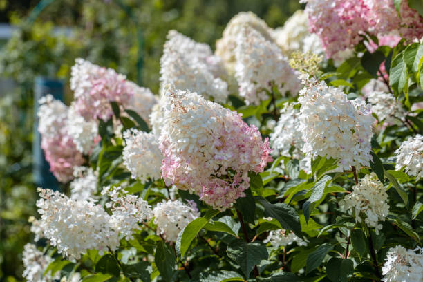 hydrangea paniculata sort limelight: hydrangea with green flowers blooms in the garden in summer - limelight imagens e fotografias de stock