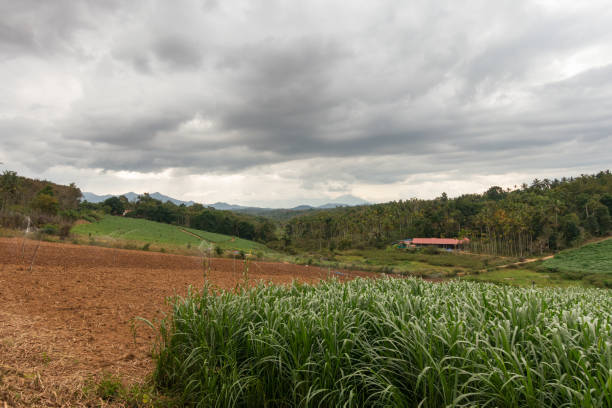 beautiful view of the agricultural farmland on an overcast day at wayanad in kerala, india.