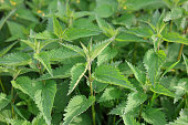 oseup portrait of fresh green leaves of Urtica dioica, the common stinging nettle, is a dioecious, herbaceous, perennial plant.