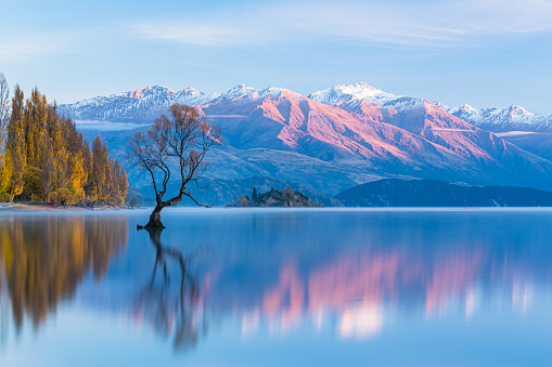 Wanaka Tree, Southern Alps and autumn leaves standing on Lake Wanaka in New Zealand