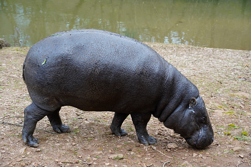 Portrait of a Pygmy Hippopotamus (Hexaprotodon liberiensis)