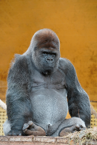 Portrait of a silverback gorilla in captivity on an orange background
