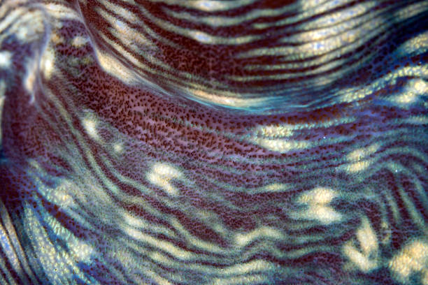 istock Abstract texture of a giant clam 1490879555