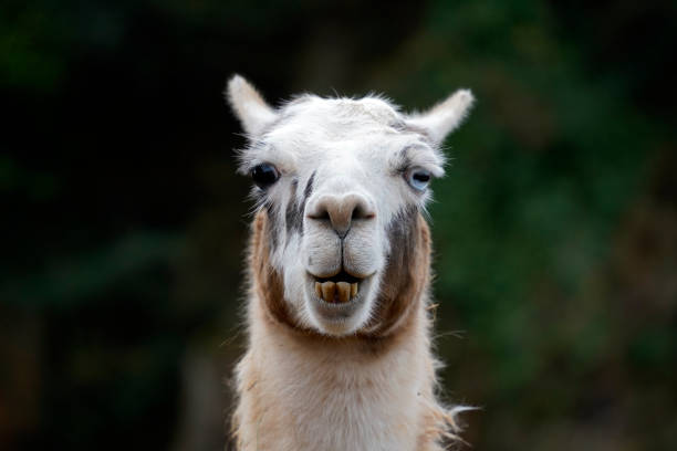 istock Stunning Portrait of a Llama with Two-Colored Eyes 1490879670