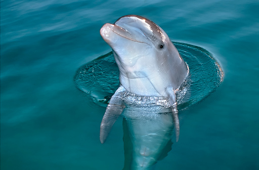 Curious bottlenose dolphin sticking out its head out of the water to stare