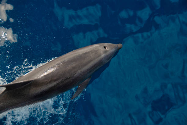 istock Overhead View of a Bottlenose Dolphin in the Sea 1490879679
