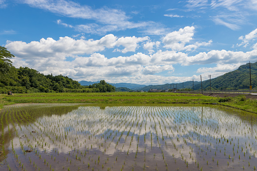 it is paddy field and sky reflection