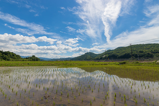 it is paddy field and sky reflection