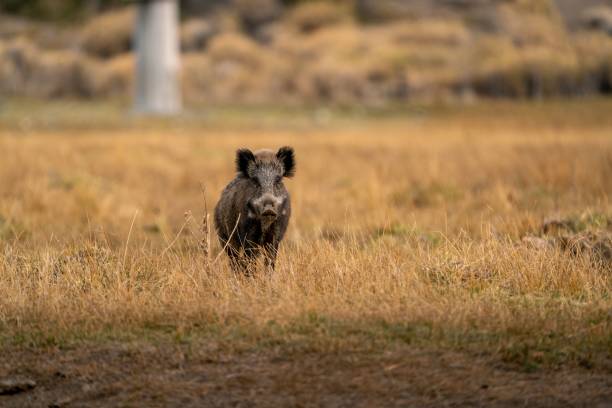 istock Wild boar in a grassy field under the sunlight with a blurry background 1490881190