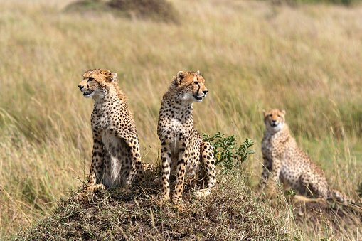 Cheetahs in the savannah of africa