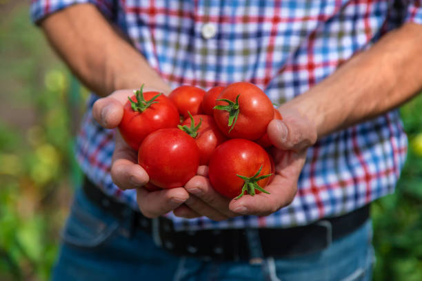 istock A male farmer harvests tomatoes in the garden. Selective focus. 1490881802
