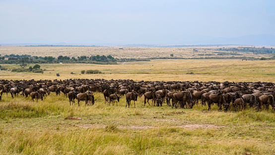 The big migration of the Wildebeests in Africa