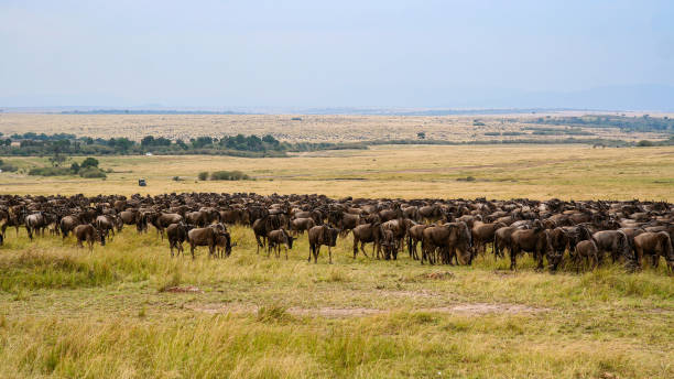 The big migration of the Wildebeests in Africa stock photo