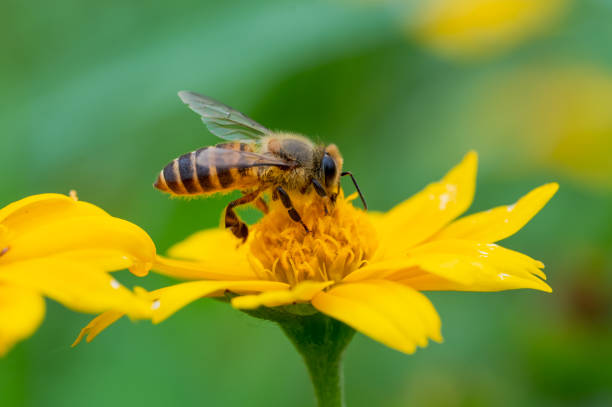 istock Bee on a yellow flower, macro closeup 1490882665
