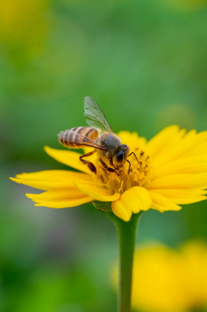 istock Bee on a yellow flower, macro closeup 1490882673