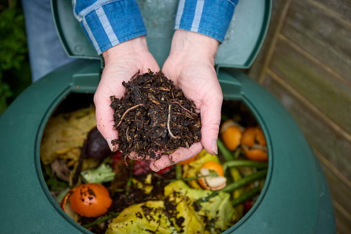 Close up of man in garden at home holding sustainable compost made from rotted down household food waste with worms visible