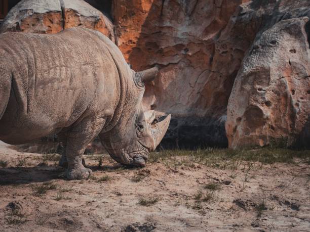 duży biały nosorożec stojący w zagrodzie z piasku. - rhinoceros savannah outdoors animals in the wild zdjęcia i obrazy z banku zdjęć