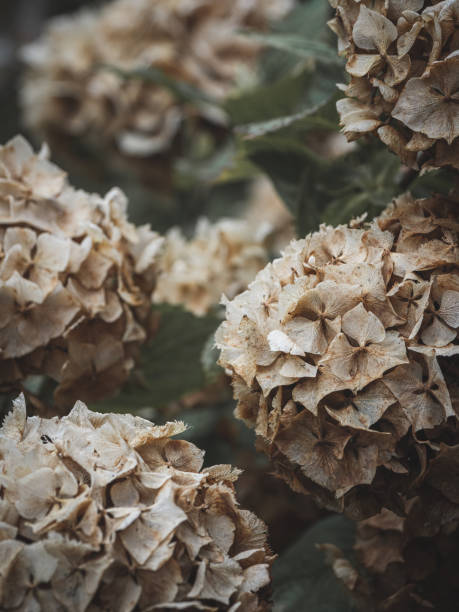 istock A cluster of Hydrangea flower heads dying off 1490883646