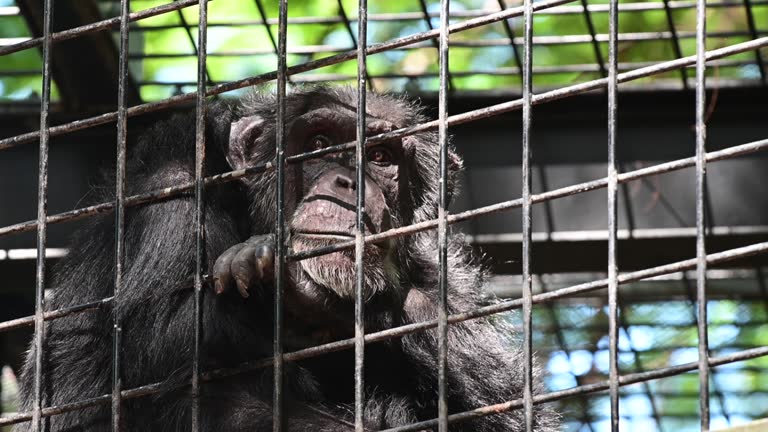 Sad chimpanzee inside a cage