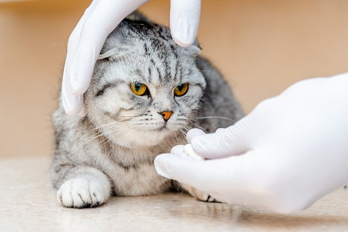 Vet gives medication for animal.a white tablet is given to a cat gray Scottish Fold cat.The concept of taking medicines for animals,anthelmintics,veterinary medicine.