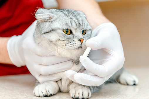 Vet gives medication for animal.a white tablet is given to a gray Scottish Fold cat.The concept of taking medicines for animals,anthelmintics,veterinary medicine.Close-up.