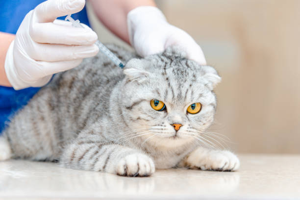veterinarian doing vaccination to beauty cat lying on table.veterinarian giving injection to scottish fold cat.vaccination concept.pets healthcare. - 5461 imagens e fotografias de stock