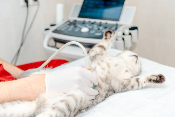 gato scottish fold acostado sobre la mesa. un pequeño gato gris durante el examen de ultrasonido en la clínica veterinaria. el equipo médico, monitor en el fondo. - 5519 fotografías e imágenes de stock