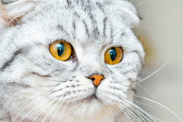 istock A cute fluffy gray beautiful cat,scottish fold breed.closeup portrait. 1490885187