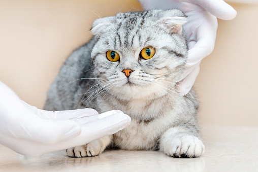 Vet gives medication for animal.a white tablet is given to a cat gray Scottish Fold cat.The concept of taking medicines for animals,anthelmintics,veterinary medicine.Close-up.
