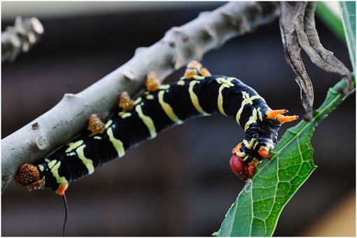 A brightly colored caterpillar crawling on a wooden tree branch surrounded by lush green foliage