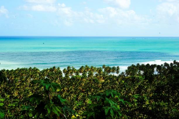 istock the ocean view through a tree lined area with tropical vegetation 1490885762