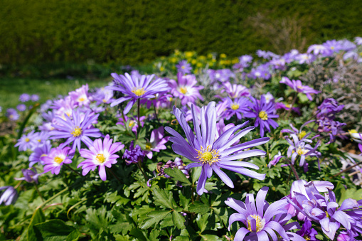 Purple Italian aster amellus flowers blossoming in spring