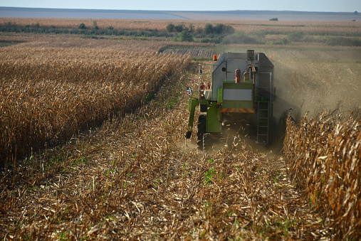A corn harvester harvests the crop.